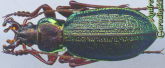 http://www.gorodinski.ru/carabus/Megodontus danilevskii.jpg